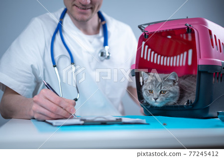Tabby cute cat Scottish Straight breed on visit to vet doctor at animal hospital. Happy european veterinarian with clipboard in clinic next to pet carrier at examination table. Veterinary practice 77245412