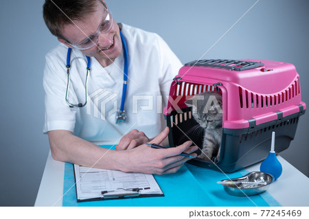 Male veterinarian takes notes on health check of gray Scottish Straight kitten in animal carrier on examination table in clinic. Veterinarian wiriting on clipboard near tabby cat. Check health animal 77245469