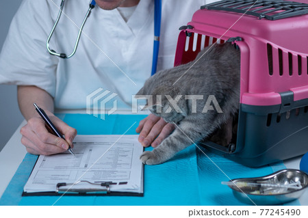 Male veterinarian takes notes on health check of gray Scottish Straight kitten in animal carrier on examination table in clinic. Veterinarian wiriting on clipboard near tabby cat. Check health animal Male veterinarian takes notes on health check of gray Scottish Straight kitten in animal carrier on examination table in clinic. Veterinarian wiriting on clipboard near tabby cat. Check health animal 77245490