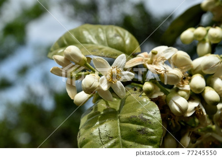柚花 柚花 77245550