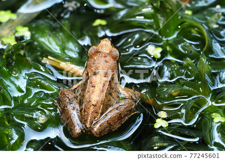 Yamahara frog 77245601