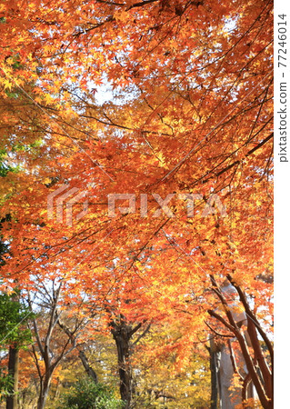 Red and yellow autumn leaves that cover the sky Yellow leaves Autumn leaves 77246014