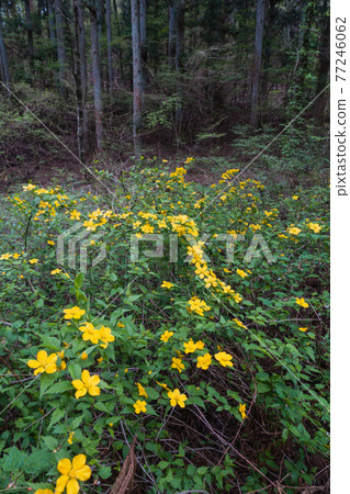 Japanese kerria blooming in the mountains Japanese kerria blooming in the mountains 77246062