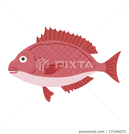 Snapper illustration - Stock Illustration [77246075] - PIXTA