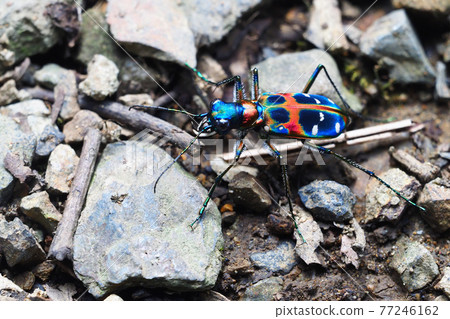 虎甲蟲（Nami Hanmyo） 雄性 77246162