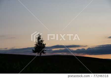 A pine tree in a field at dusk, Biei Town A pine tree in a field at dusk, Biei Town 77246318