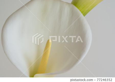 白色背景上的白色馬蹄蓮百合 77246352