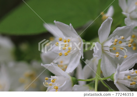 Flower of Ao-koegami 77246353