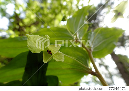 胭脂花 77246471