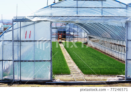 Onion seedlings in a plastic greenhouse Hokkaido 77246571