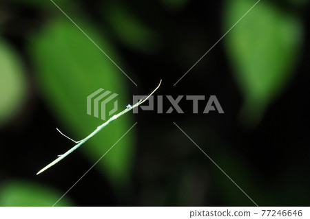 Long-tailed spider (green type) 77246646