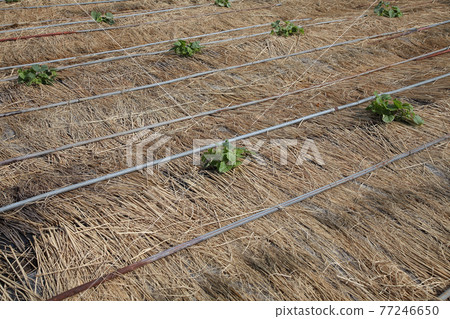 Straw mulch Straw mulch 77246650