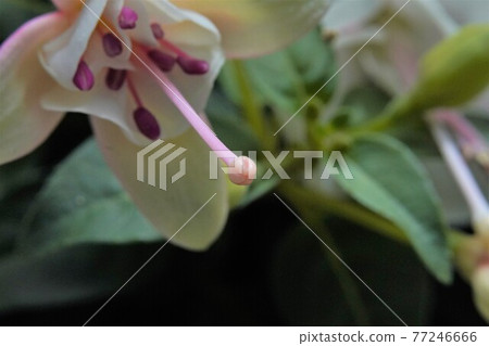 Brilliant fuchsia flowers blooming in the field Brilliant fuchsia flowers blooming in the field 77246666