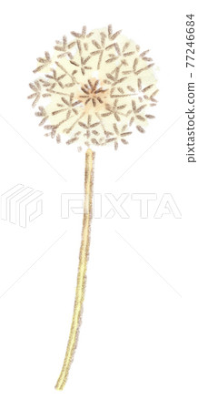 Dandelion fluff watercolor illustration 77246684