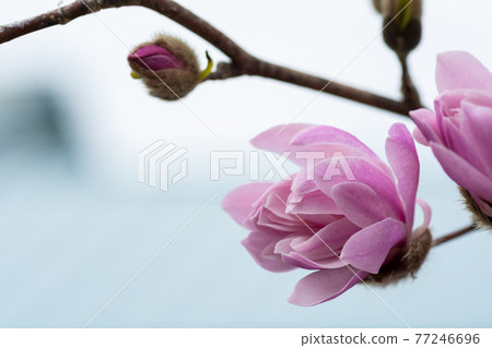Pink magnolia 77246696