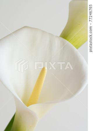 White calla lilies on white background White calla lilies on white background 77246765