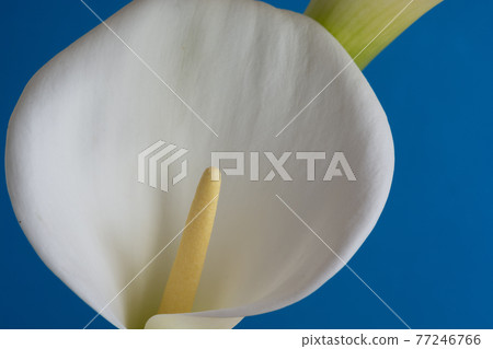 White calla lilies on blue background 77246766