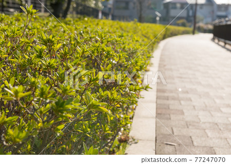 茨城城市景觀 茨城城市景觀 77247070