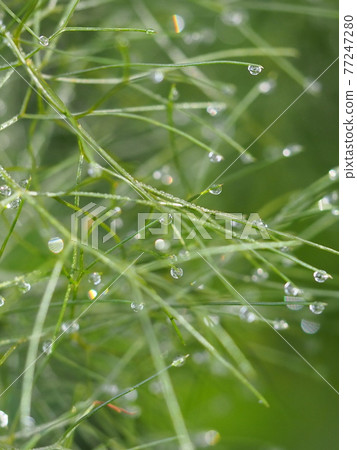 雨後的早晨,水滴落在香草,青銅茴香的葉子上②植物水滴 雨後的早晨,水滴落在香草,青銅茴香的葉子上②植物水滴 77247280