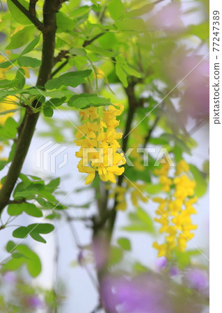 黃花紫藤(Kibana Fuji)或金鍊(King Sari) 黃花紫藤(Kibana Fuji)或金鍊(King Sari) 77247389