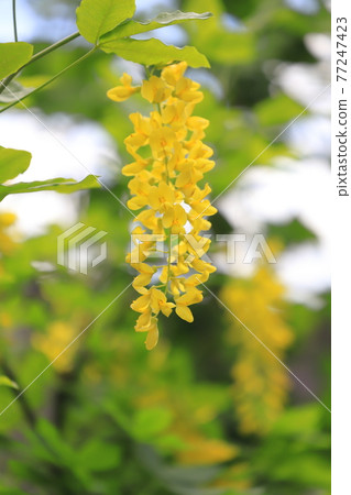 黃花紫藤(Kibana Fuji)或金鍊(King Sari) 黃花紫藤(Kibana Fuji)或金鍊(King Sari) 77247423