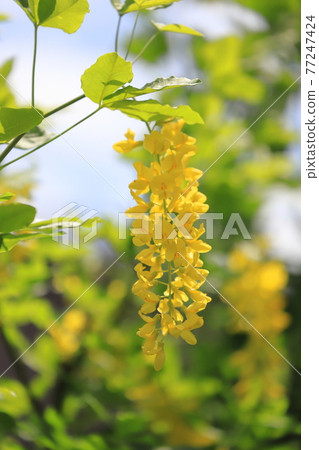 黃花紫藤(Kibana Fuji)或金鍊(King Sari) 黃花紫藤(Kibana Fuji)或金鍊(King Sari) 77247424