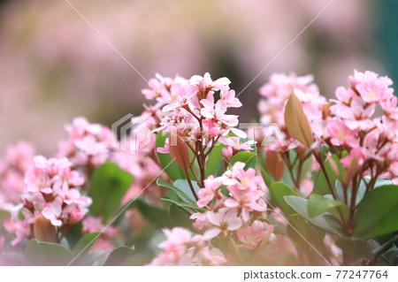 粉紅色的紅花 Rhaphiolepis 77247764