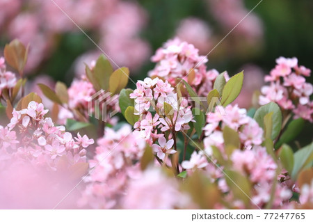 Pink safflower Rhaphiolepis 77247765