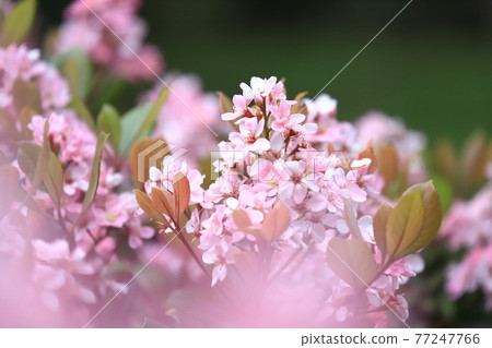 Pink safflower Rhaphiolepis 77247766