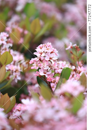 粉紅色的紅花 Rhaphiolepis 粉紅色的紅花 Rhaphiolepis 77247772