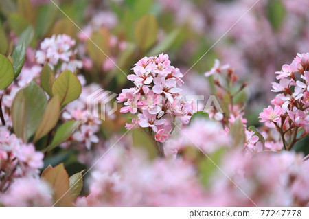 粉紅色的紅花 Rhaphiolepis 77247778