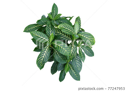 Zebra Plant 77247953