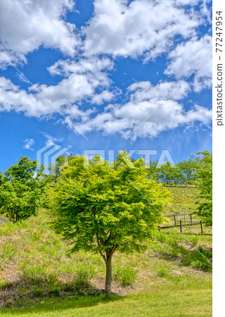 神奈川縣春天宮瀨湖濱公園 77247954