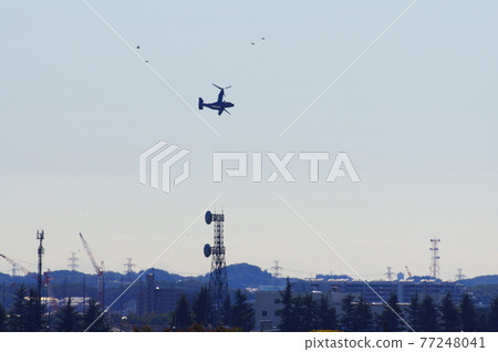 Osprey flying low in the city Osprey flying low in the city 77248041