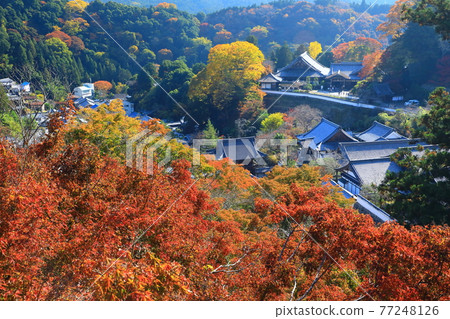 秋天的長谷寺 秋天的長谷寺 77248126