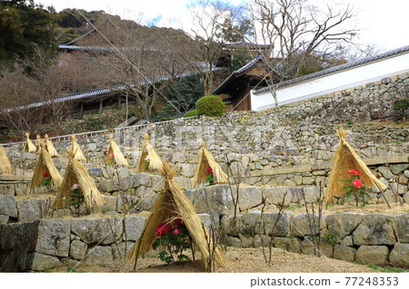 Hase-dera winter cold peony 77248353