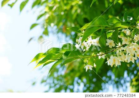 White flowers and Styrax japonicus flowers that shine in the clear spring sky and sway in the breeze White flowers and Styrax japonicus flowers that shine in the clear spring sky and sway in the breeze 77248384