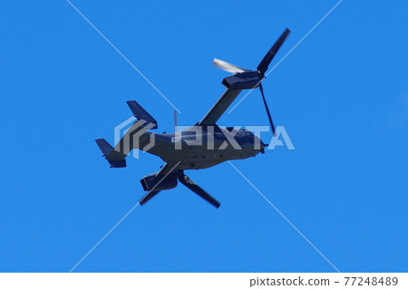 Osprey flying in the blue sky 77248489
