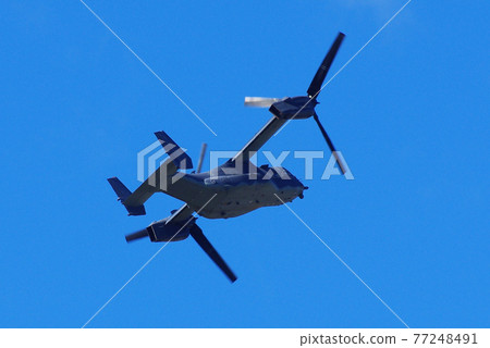 Osprey flying in the blue sky 77248491