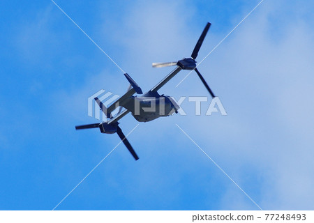 魚鷹在藍天中飛翔 77248493