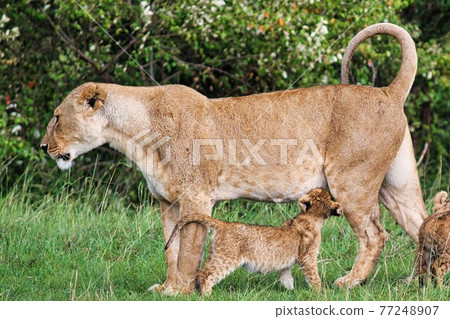 Kenya Masai Mara National Park in June, a child lion drinking the breasts of a mother lion 77248907