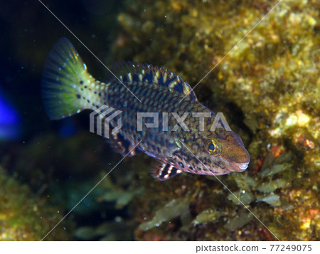 年輕的錦布帶魚 77249075