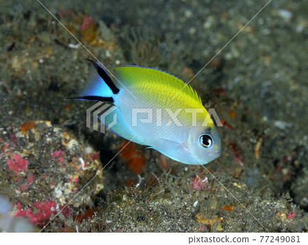 Yaito Yakko的幼魚 Yaito Yakko的幼魚 77249081