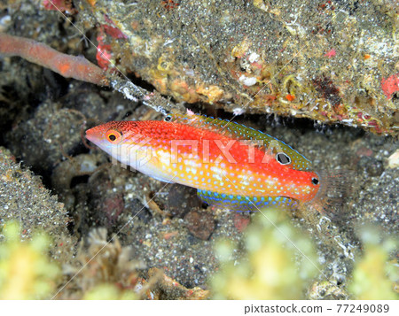 Adite Bella juvenile Adite Bella juvenile 77249089