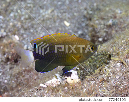 Young fish of Pomacentridae 77249103