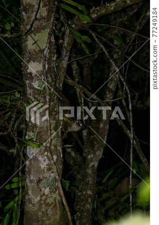Weasel sportive lemur found during a night tour in the Perine Special Area of Madagascar 77249184