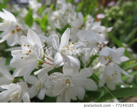 Ugi flowers 77249185