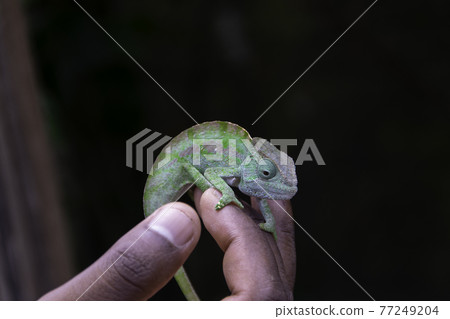Baby Panther Chameleon (Purcifer pardalis) in Madagascar on his hand 77249204