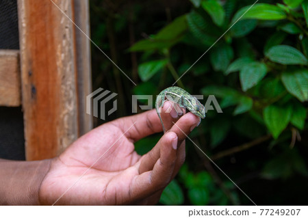 Baby Panther Chameleon (Purcifer pardalis) in Madagascar on his hand 77249207