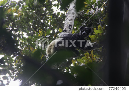 Indri, Madagascar's Perine Special Reserve, is high up in trees Indri, Madagascar's Perine Special Reserve, is high up in trees 77249403